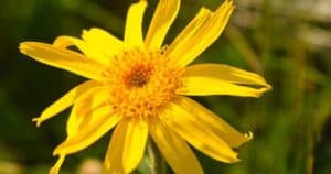 arnica, the homeopathic remedy