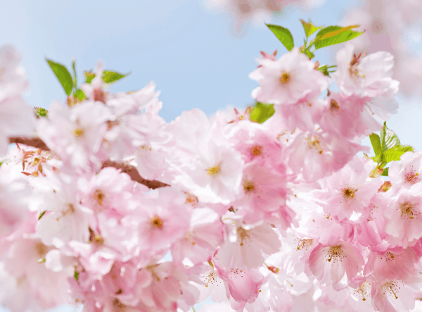 Natural remedy for hayfever sufferers with itchy eyes