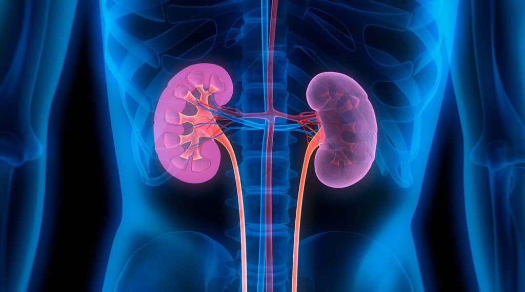 X-ray of healthy kidneys