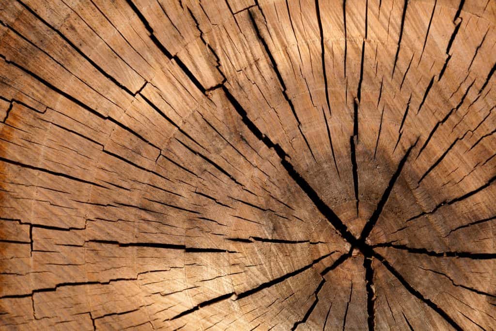 How to nurture your Wood Element, the Traditional Chinese Element that is strongest in spring