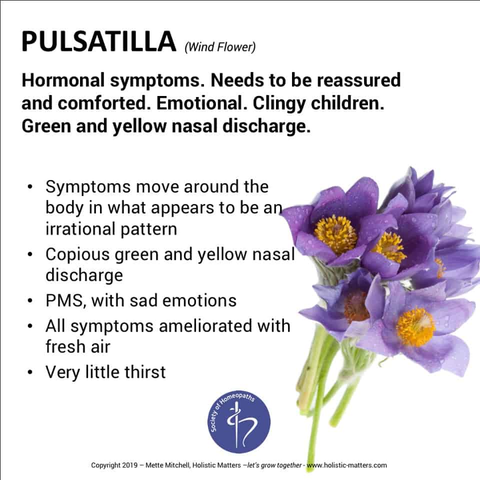 The homeopathic remedy pulsatilla, made from the pasque flower