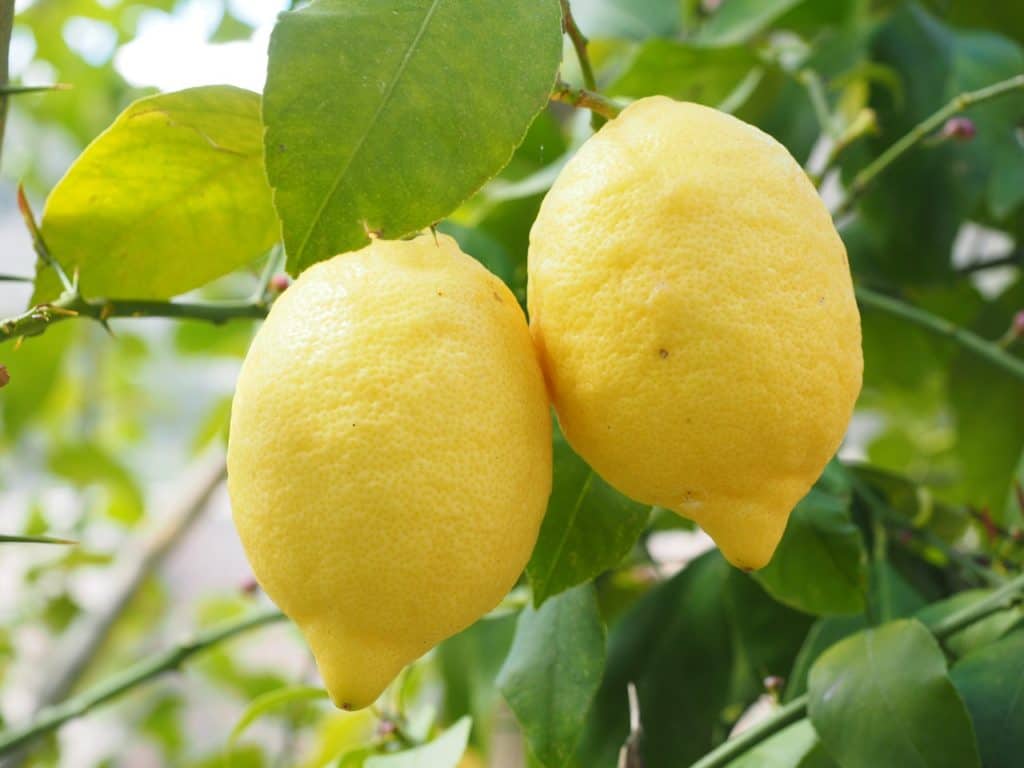 DoTerra lemon essential oil