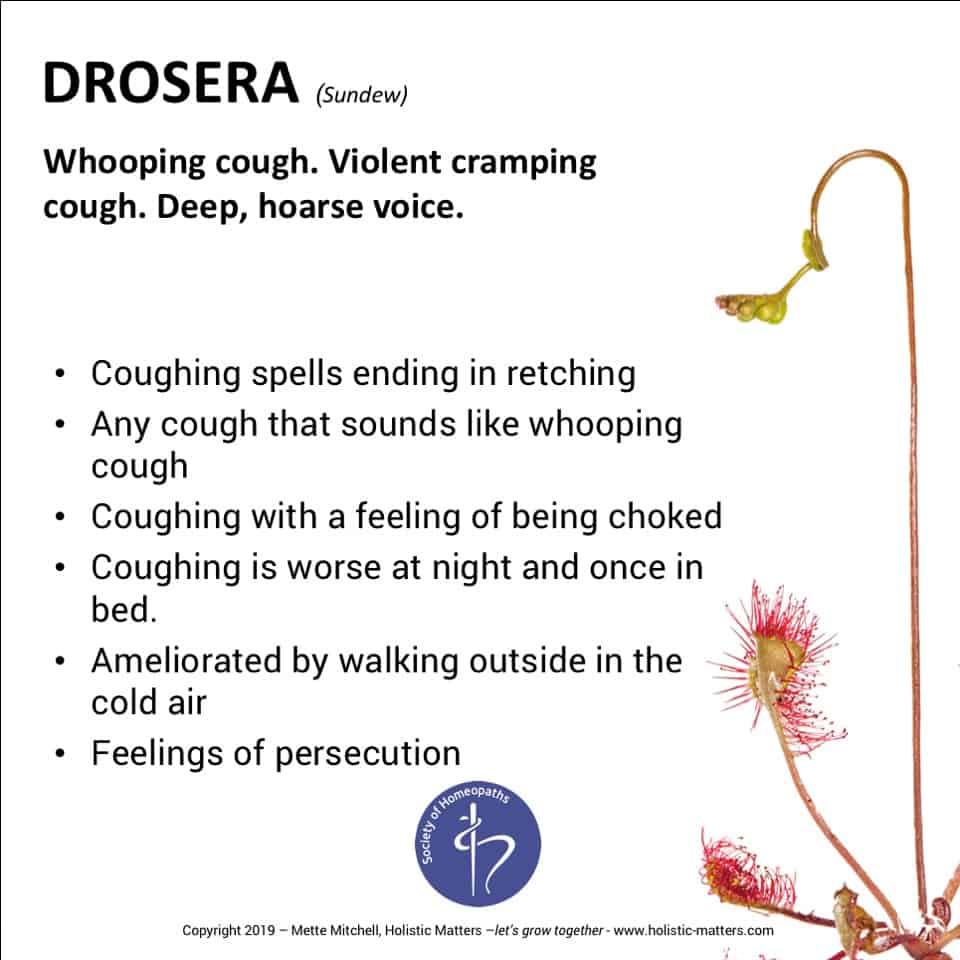 Drosera, homeopathic remedy for coughs