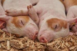 Piglets lying snuggled together