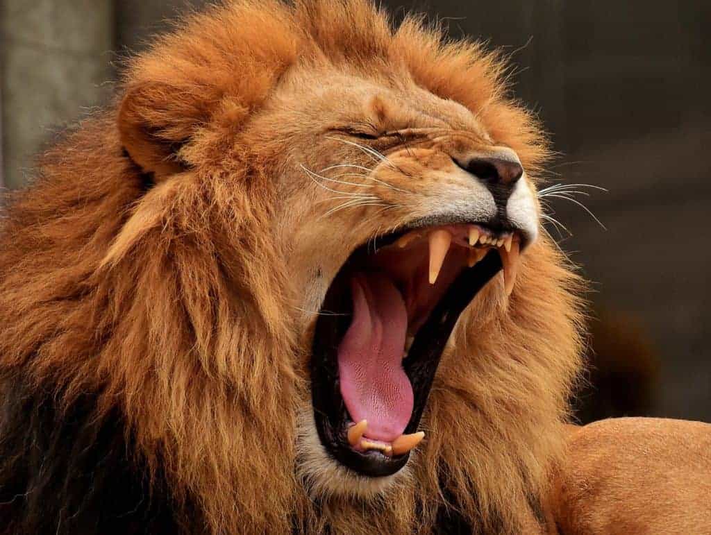 Releasing pent-up energy and frustration by roaring like a lion