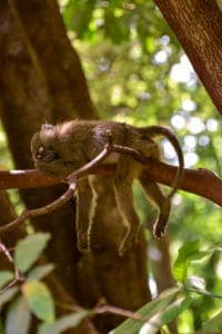 monkey asleep on branch
