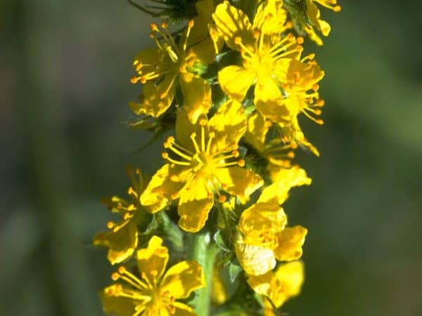 Agrimony Bach Flower Remedy