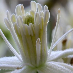 Clematis Bach Flower Remedy