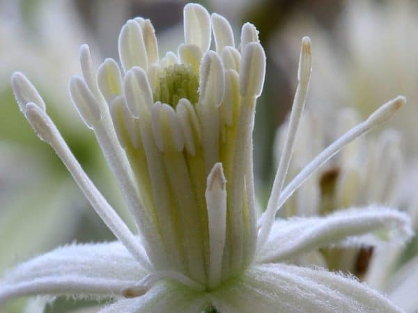 Clematis Bach Flower Remedy