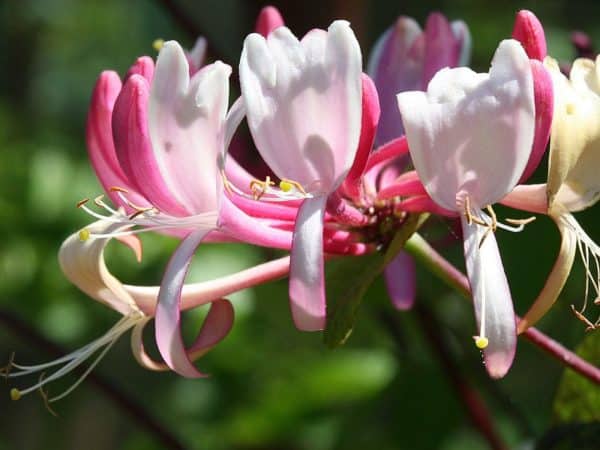 Honeysuckle Bach Flower Remedy