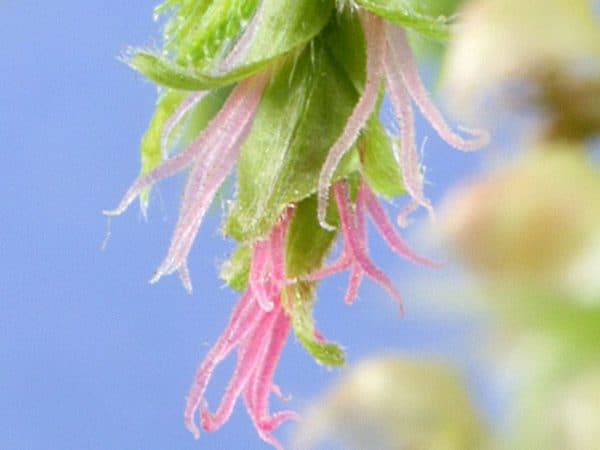 Hornbeam Bach Flower Remedy