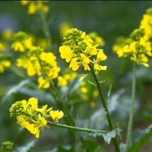 Mustard Bach Flower Remedy