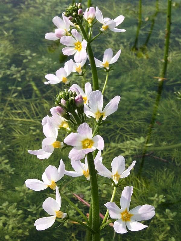 Water Violet Bach Flower Remedy