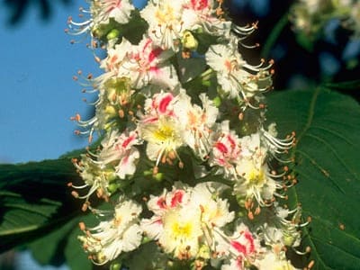White Chestnut Bach Flower Remedy