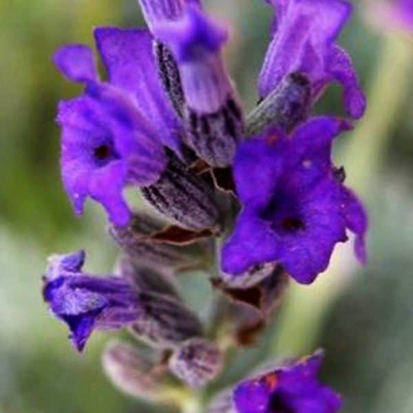 Spike Lavender
