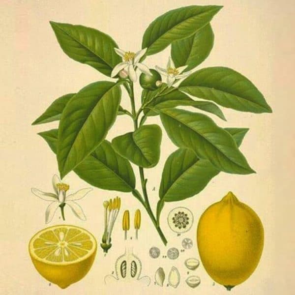 Lemon plant